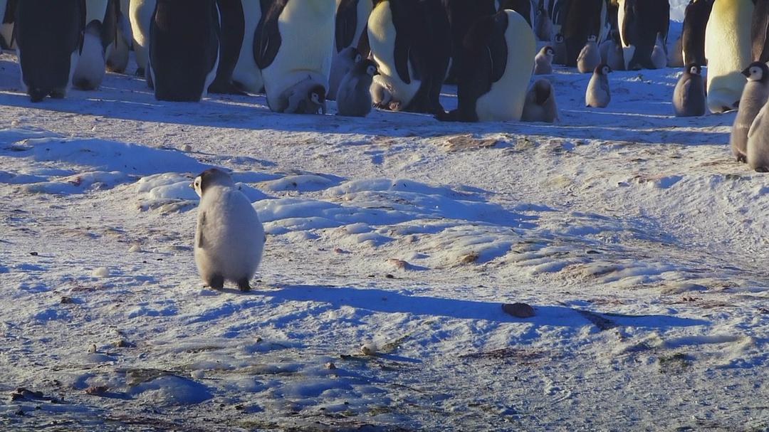 帝企鹅宝宝的生命轮回之旅 Snow Chick – A Penguin's Tale