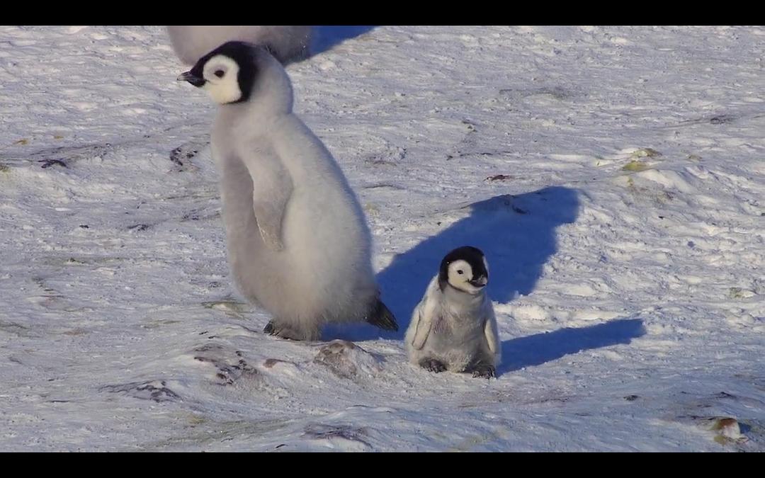帝企鹅宝宝的生命轮回之旅 Snow Chick – A Penguin's Tale