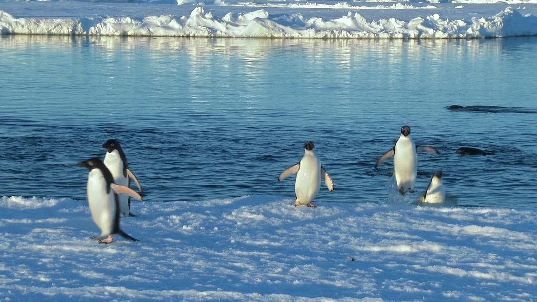 帝企鹅宝宝的生命轮回之旅 Snow Chick – A Penguin's Tale