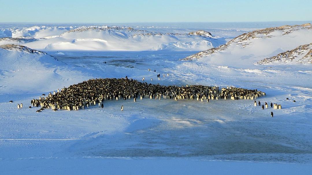 帝企鹅宝宝的生命轮回之旅 Snow Chick – A Penguin's Tale