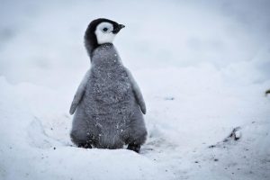帝企鹅宝宝的生命轮回之旅 Snow Chick – A Penguin's Tale