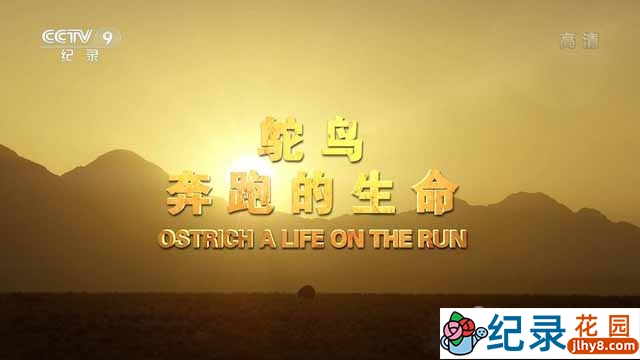 央视野生动物纪录片《鸵鸟：奔跑的生命 Ostrich： A Life on the Run》全1集中字 TS/蓝光高清纪录片资源百度云盘下载