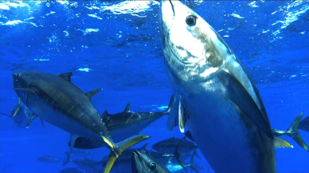 超鱼 슈퍼피쉬 – 끝없는 여정