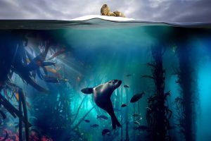 蓝色星球2 Blue Planet II