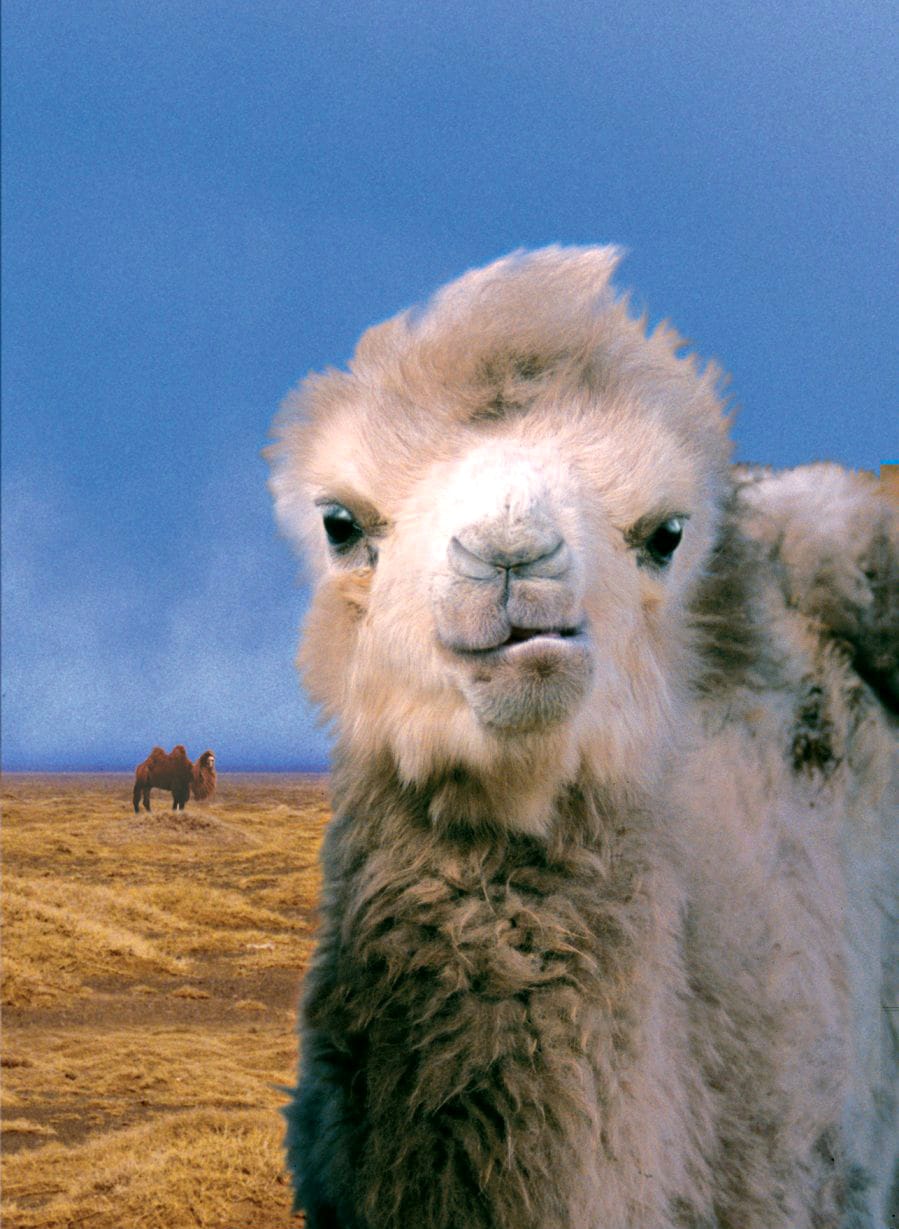 哭泣的骆驼 Die Geschichte vom weinenden Kamel