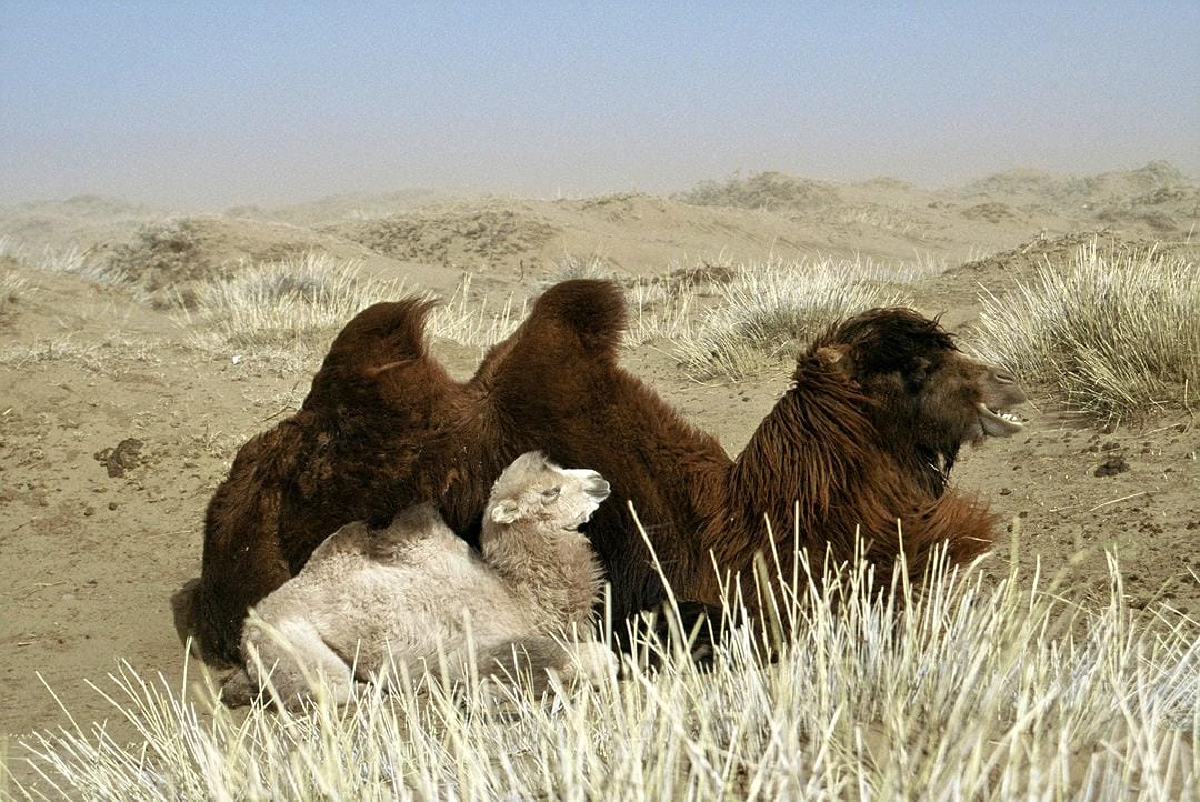 哭泣的骆驼 Die Geschichte vom weinenden Kamel