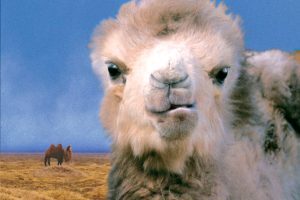 哭泣的骆驼 Die Geschichte vom weinenden Kamel