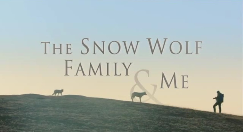 我和雪狼家族 Snow Wolf Family and Me