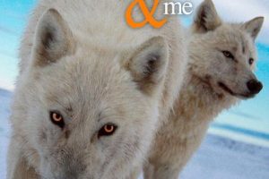 我和雪狼家族 Snow Wolf Family and Me