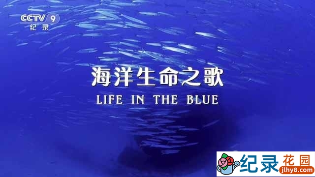 央视海洋生态研究纪录片《海洋生命之歌 Life in the Blue》全1集中字 TS/蓝光高清纪录片资源百度云盘下载
