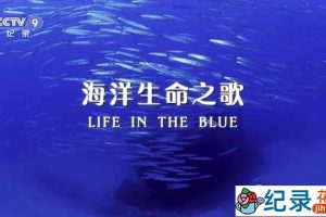 央视海洋生态研究纪录片《海洋生命之歌 Life in the Blue》全1集中字 TS/蓝光高清纪录片资源百度云盘下载