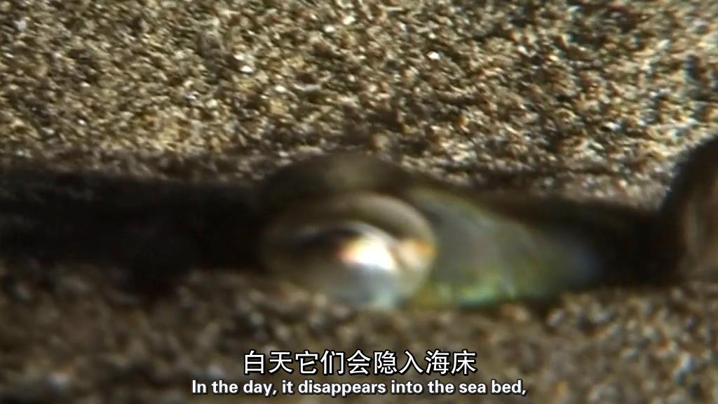 地平线系列：战胜超级病菌 Horizon: Defeating the Superbug