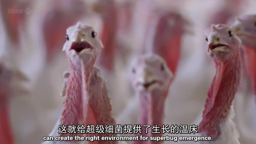 地平线系列：战胜超级病菌 Horizon: Defeating the Superbug