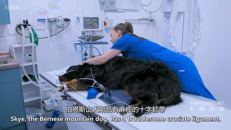 24小时宠物医院 24/7 Pet Hospital 2023
