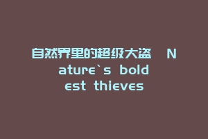 自然界里的超级大盗  Nature`s boldest thieves