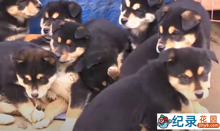 趣味动物行为纪录片《TV动物农场 精选完整版》第5季中字 1080高清纪录片解说素材百度云盘下载