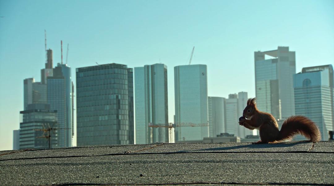 痴迷坚果：松鼠世界传奇 Going Nuts Tales from Squirrel World