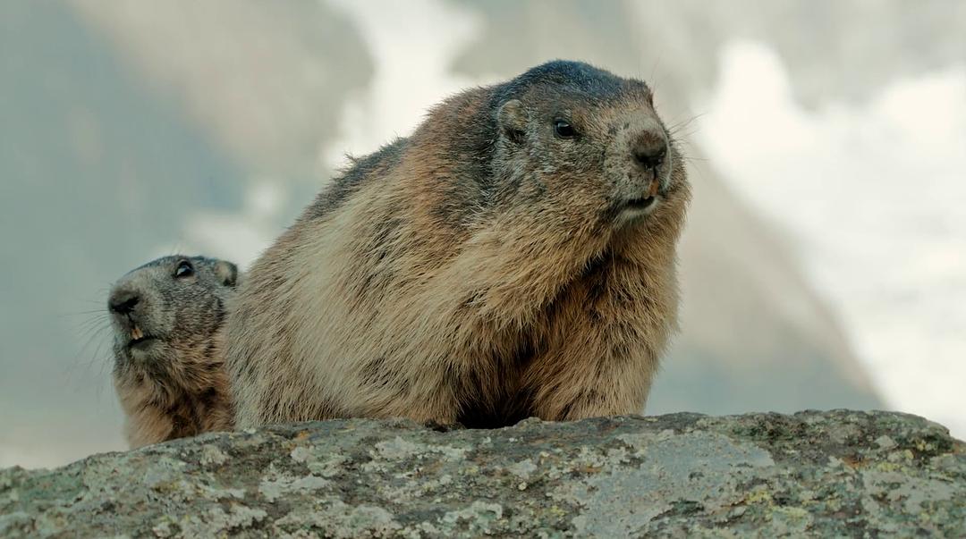 痴迷坚果：松鼠世界传奇 Going Nuts Tales from Squirrel World