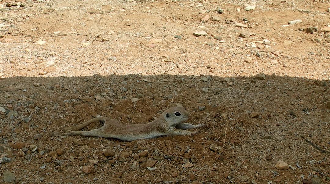 痴迷坚果：松鼠世界传奇 Going Nuts Tales from Squirrel World