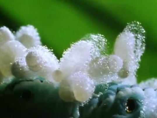 昆虫帝国 Alien Empire