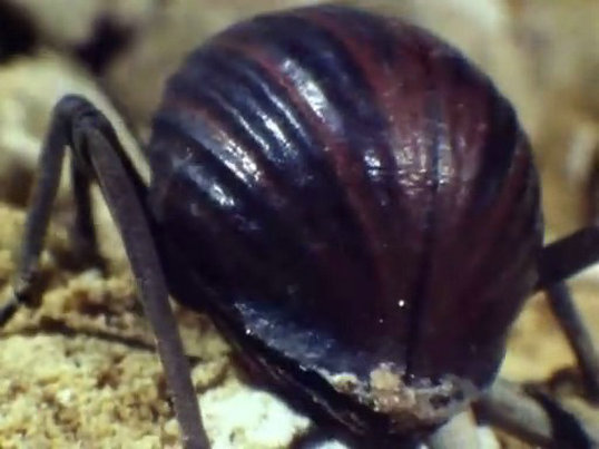 昆虫帝国 Alien Empire