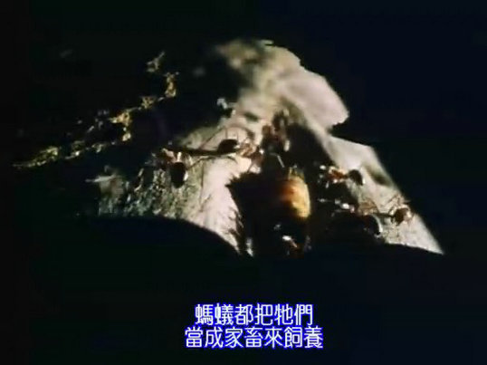 昆虫帝国 Alien Empire