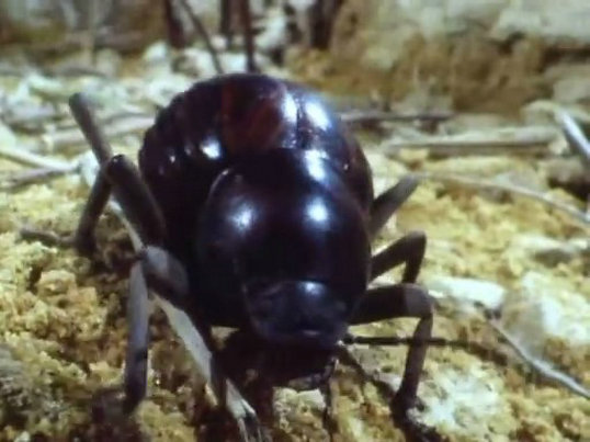 昆虫帝国 Alien Empire