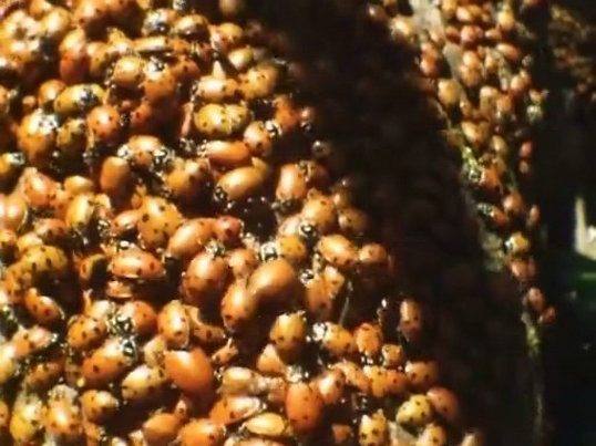 昆虫帝国 Alien Empire