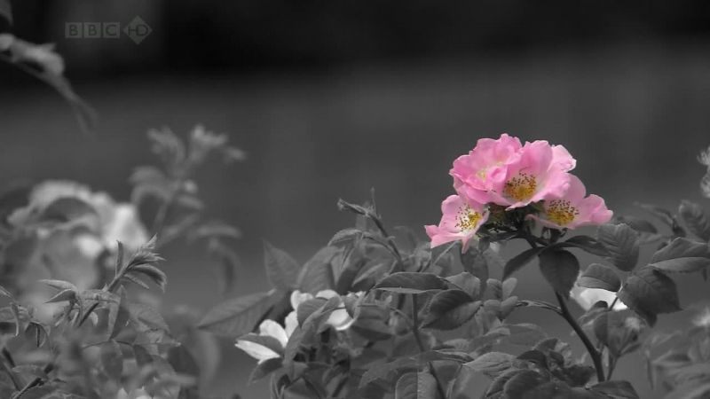 BBC自然界：铁幕下的生机 Iron Curtain: Ribbon of Life