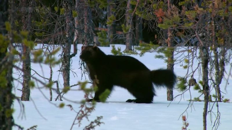 BBC自然界：铁幕下的生机 Iron Curtain: Ribbon of Life
