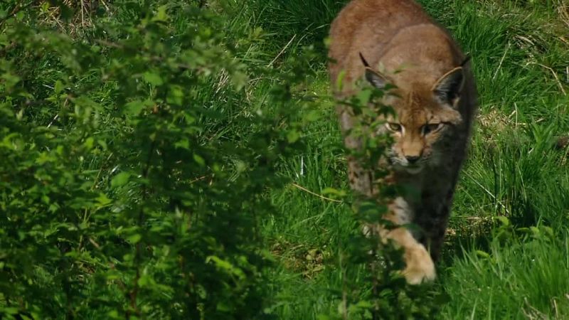 BBC自然界：铁幕下的生机 Iron Curtain: Ribbon of Life