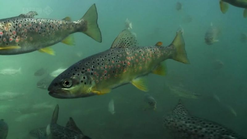 BBC自然界：铁幕下的生机 Iron Curtain: Ribbon of Life