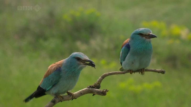 BBC自然界：铁幕下的生机 Iron Curtain: Ribbon of Life