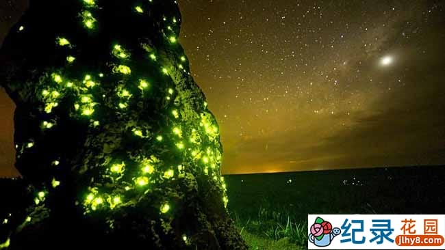 BBC自然生态纪录片《狩猎/猎捕 The Hunt》全7集 720P/1080i高清纪录片百度云