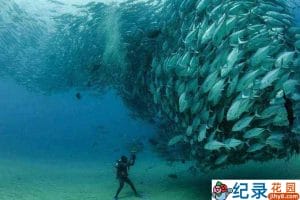 人与自然唯美纪录片《尘与雪 Ashes and Snow》全1集 720P/1080i高清纪录片百度云