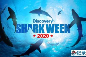 探索频道鲨鱼研究纪录片《鲨鱼周 2020 Shark Week》全28集中字 纪录片解说素材百度云盘下载 1080/MP4/61.4G