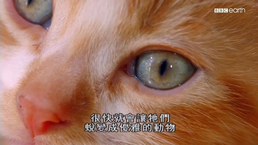 猫科动物的故事 The Story of Cats