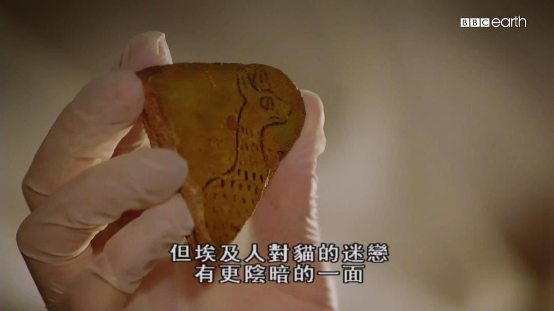 猫科动物的故事 The Story of Cats