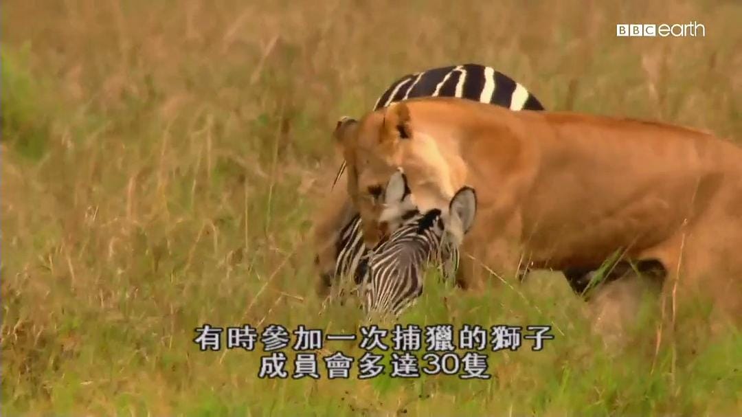 猫科动物的故事 The Story of Cats