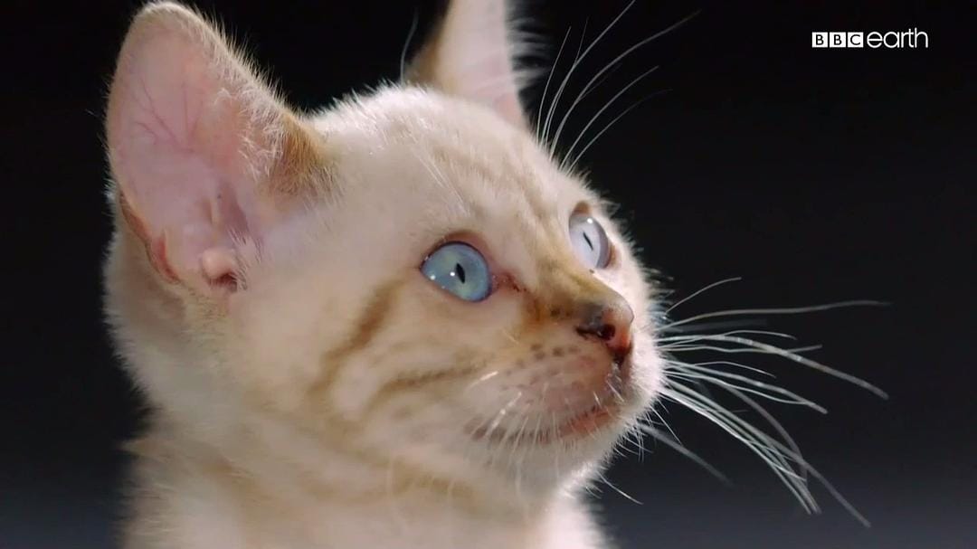 猫科动物的故事 The Story of Cats