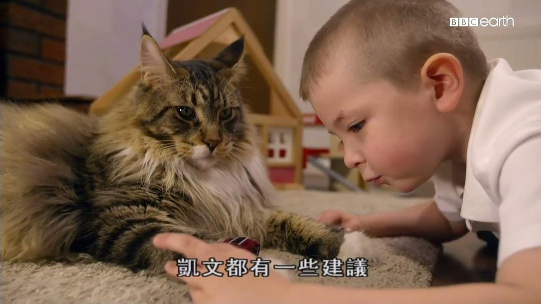 猫科动物的故事 The Story of Cats
