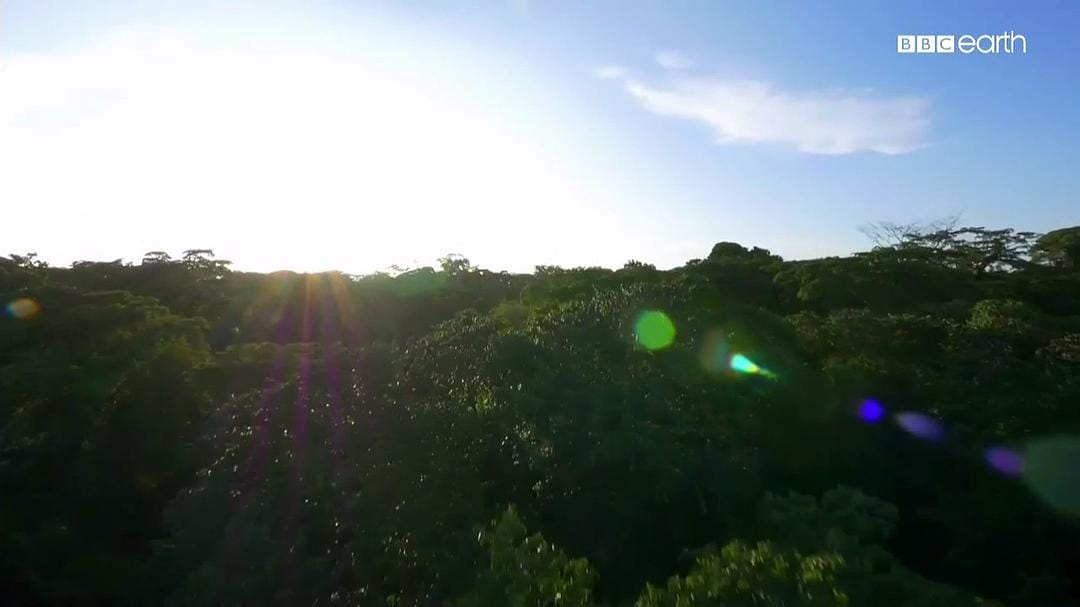 猫科动物的故事 The Story of Cats