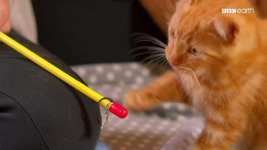 猫科动物的故事 The Story of Cats