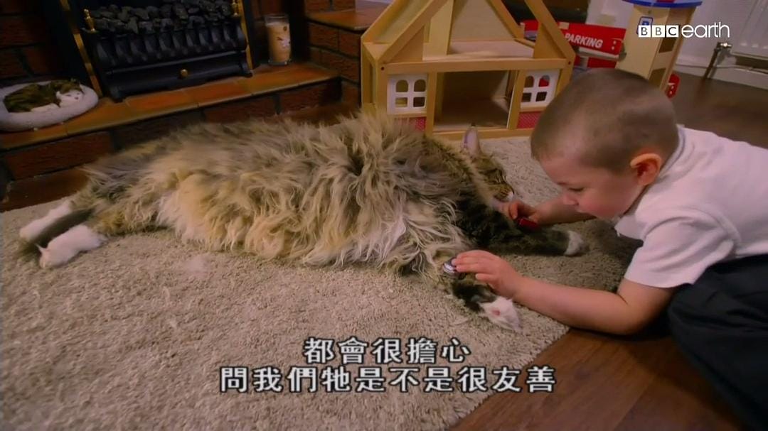 猫科动物的故事 The Story of Cats