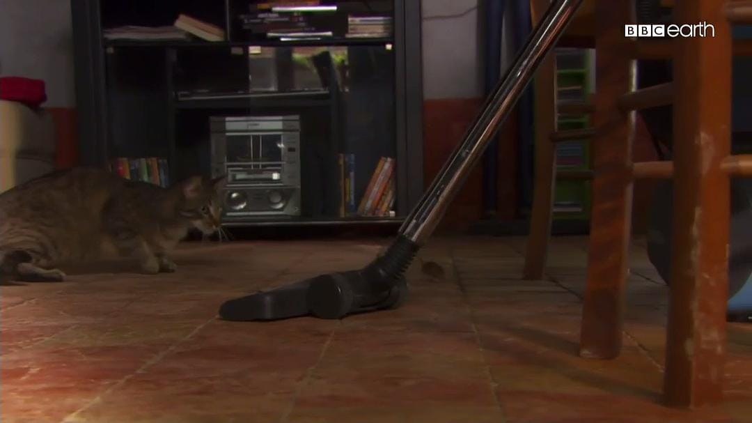 猫科动物的故事 The Story of Cats