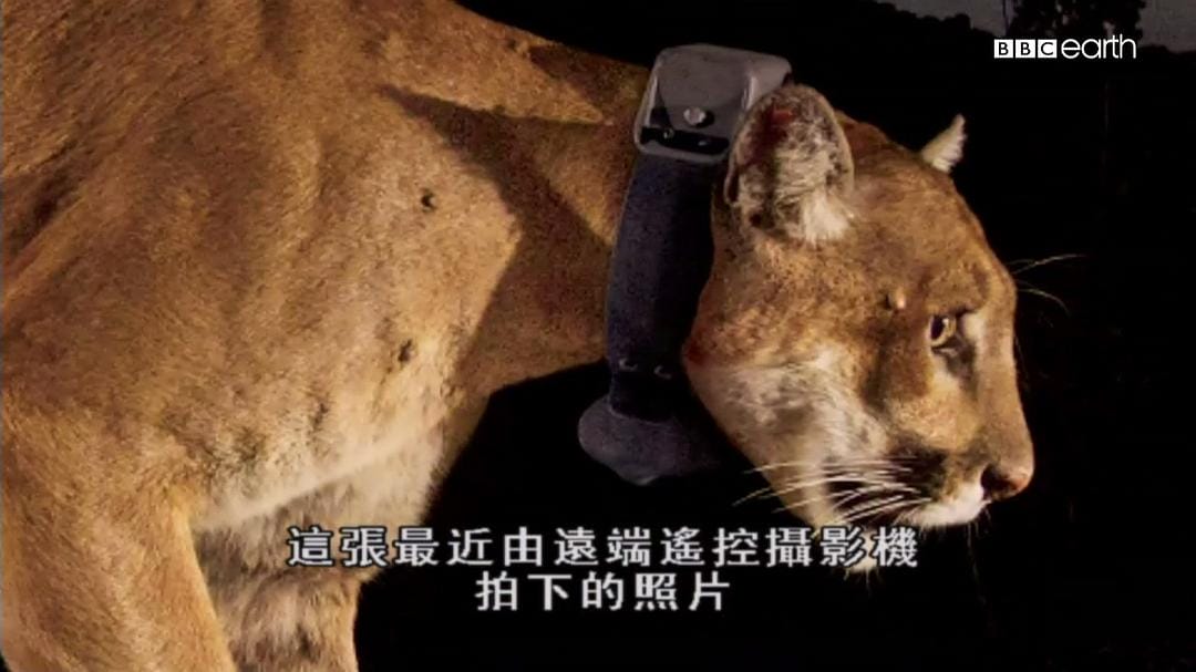 猫科动物的故事 The Story of Cats