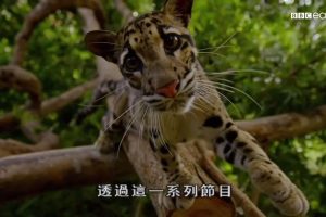 猫科动物的故事 The Story of Cats