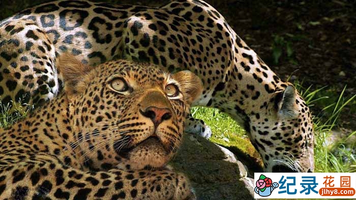 国家地理野生动物纪录片《超级大猫 Super Cat》全5集 720P/1080i高清纪录片百度云