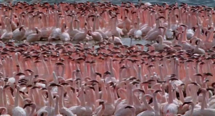 野性非洲 Wild Africa