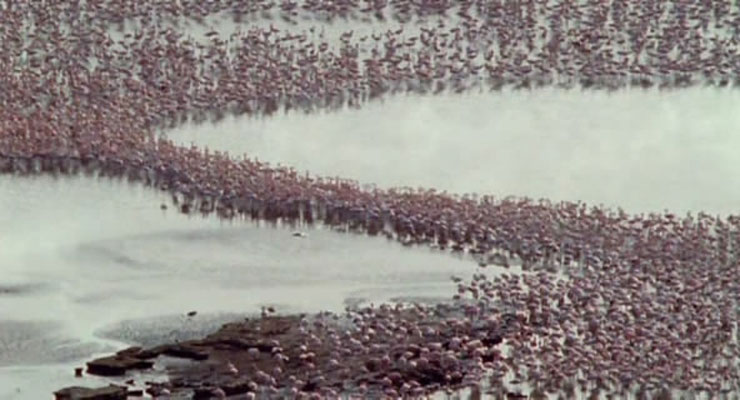 野性非洲 Wild Africa